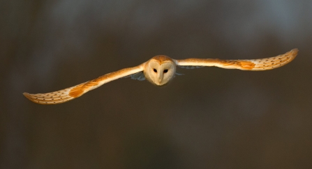 Barn Owl in flight