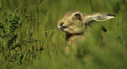 A brown hare sitting in a field nibbling on a grass stalk, partially obscured from view by grass in the foreground.