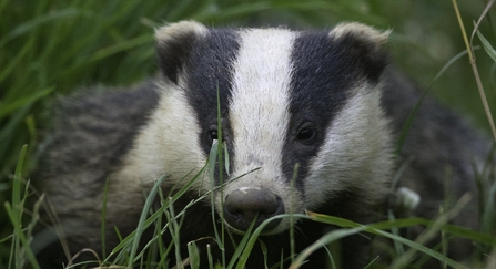 Badger