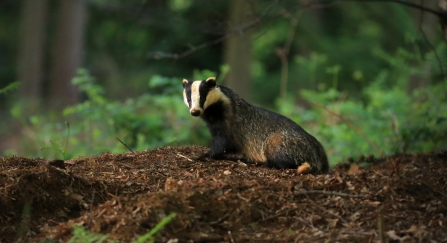 Badger