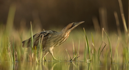 Bittern wading through wetlands