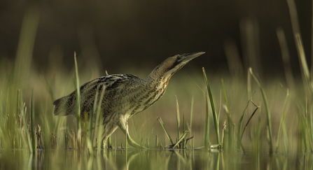 A bittern on wetlands