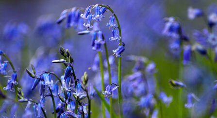 bluebells