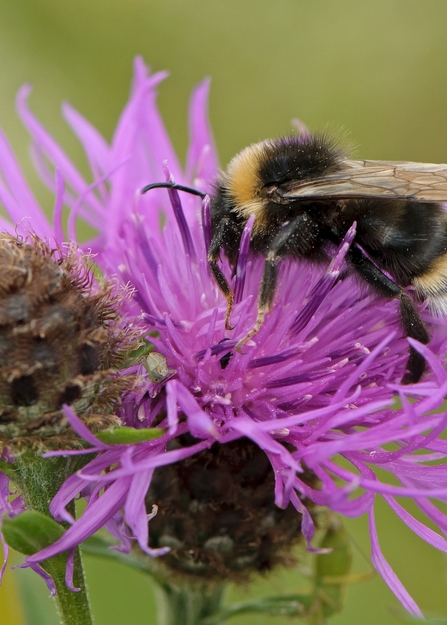 Southern cuckoo bee on wildflower