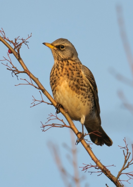 Fieldfare