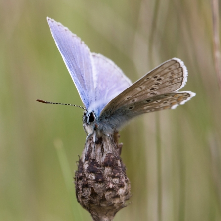 Common blue butterfly