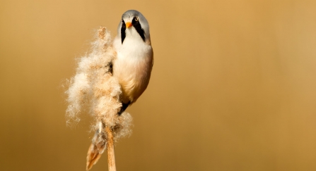 Bearded tit