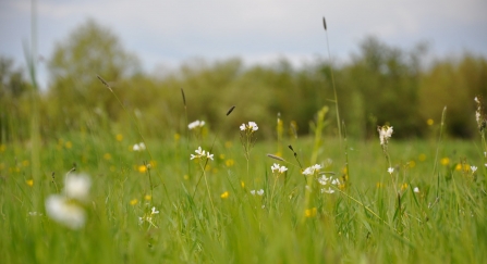 Flowers in grassland