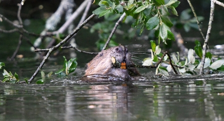 Beaver