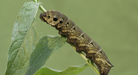 Elephant hawkmoth caterpillar feeding on great willowherb plant stem