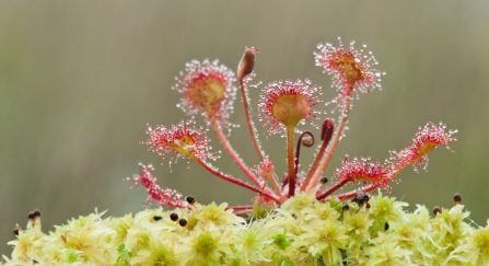 Round-leaved Sundew on Sphagnum Moss at Westhay Moor National Nature Reserve 