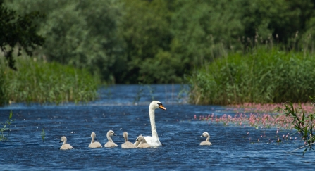 Mute swan and cygnets at Westhay Moor SWT reserve