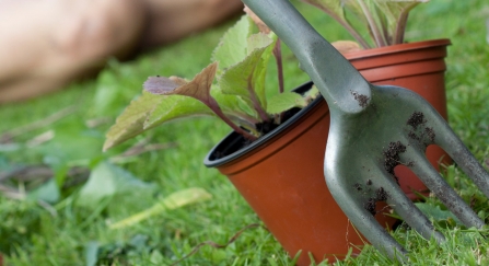 gardening