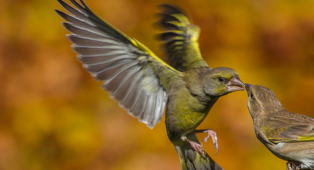 Greenfinches