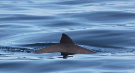 Harbour porpoise