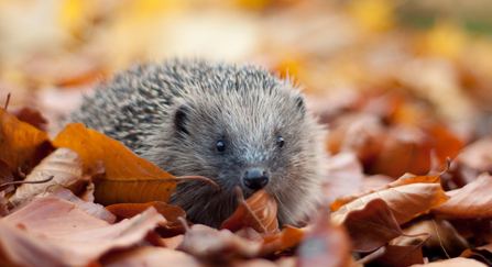 hedgehog