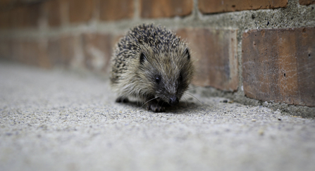 A lone hedgehog walking next to a brick wall