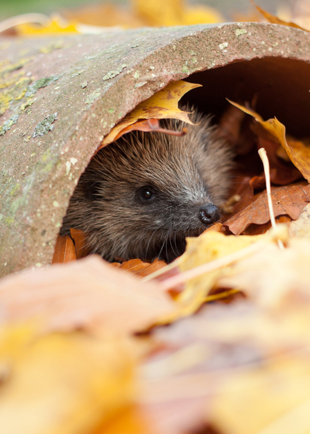 Hedgehog in autumn leaves