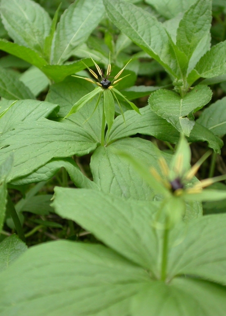 Herb Paris