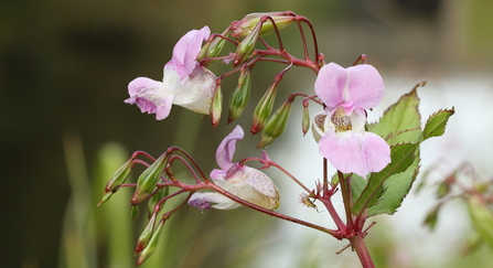 Himalayan Balsam