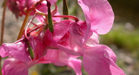 Himalayan Balsam