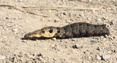 Elephant hawk-moth caterpillar on dusty ground