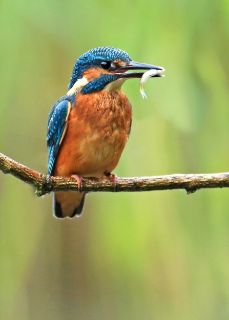 KIngfisher