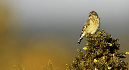 Linnet