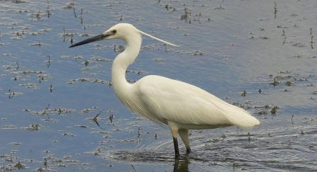 Little Egret