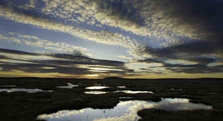 peat bog