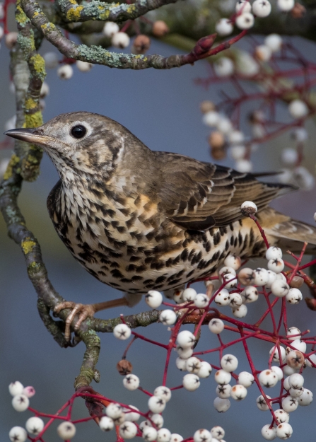 Mistle thrush