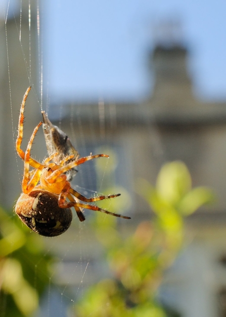 spider in garden