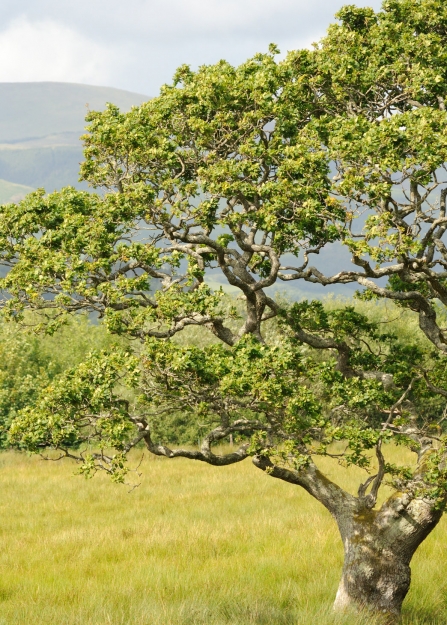 Oak tree