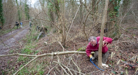volunteers coppicing hazel