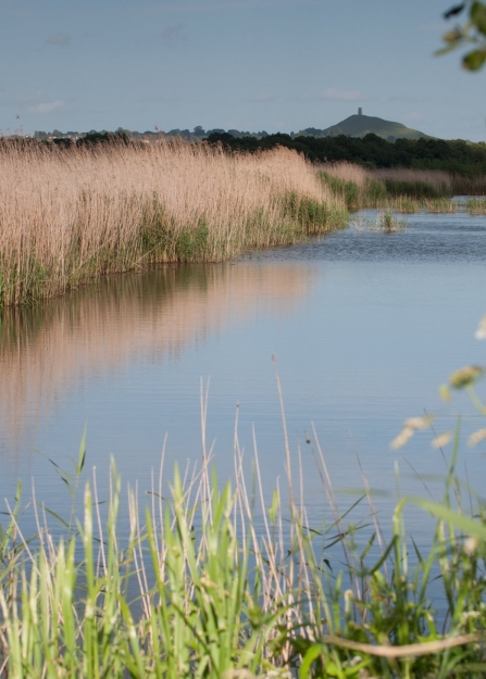 Somerset Levels