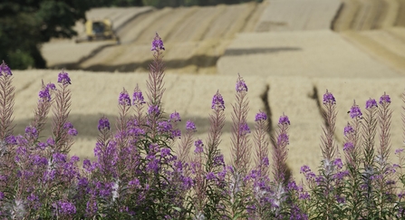 Oat Harvest