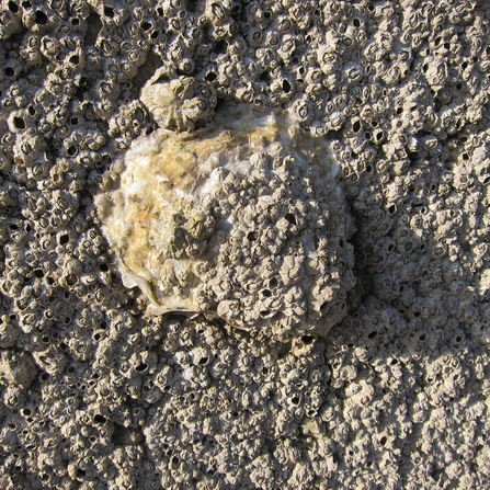 Pacific Oyster – Magallana gigas