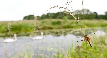 Four-spotted chaser and swans, Somerset Levels