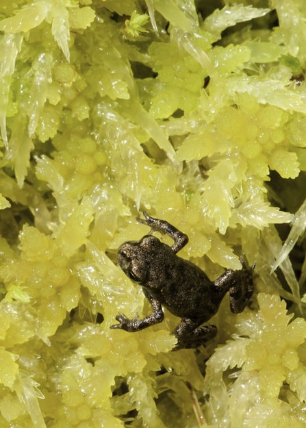 A tiny juvenile frog photographed up close, while resting on yellow Sphagnum moss.