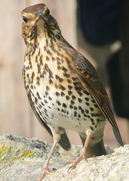 Song thrush