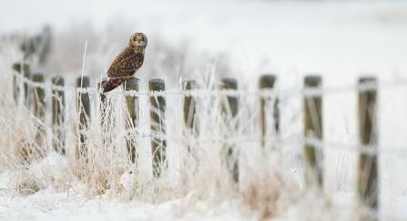 Short-eared owl in the snow