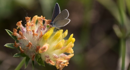 Small Blue Butterfly
