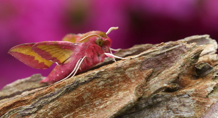 A pink and olive-green elephant hawk-moth