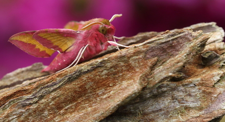 An elephant hawk-moth with a pink fluffy body and pink and pale green wings resting on a piece of wood.