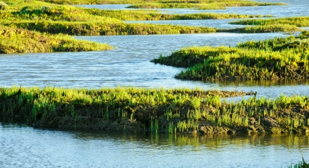 Saltmarsh