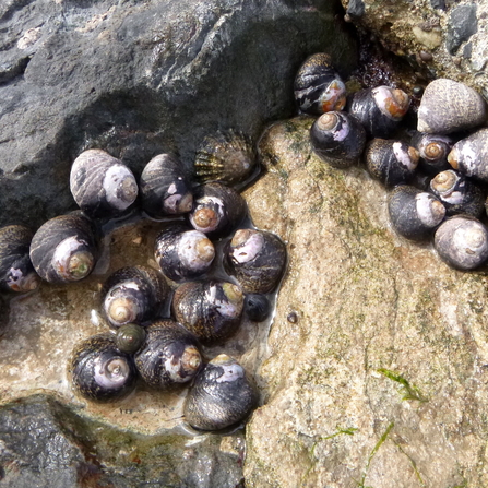 Thick Toothed Topshell – Phorcus lineatus