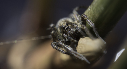 Wolf spider