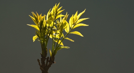 Ash leaves