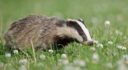 Badger