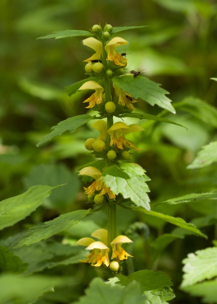 Yellow archangel